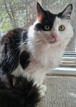 Chloe -  Domestic Long Hair Cat for Adoption in Pittsburgh, Pennsylvania - Chloe | PetCurious