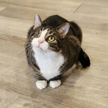 Munchkin -  Tabby Cat Available for Adoption in Washington, Pennsylvania - Munchkin | PetCurious