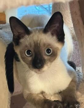 Tonya -  Siamese Cat for Adoption in Phoenix, Arizona - Tonya | PetCurious