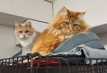 Rescue Tabby Cats for Adoption in Maple Ridge, British Columbia - Vincent & Cecil *Bonded-Read Bio* | PetCurious