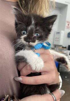 Domestic Short Hair Cats Available for Adoption in Dallas, Texas - QUESO | PetCurious