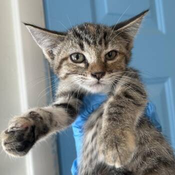 Helvetica "Steel Magnolia" Roswell -  Domestic Short Hair Cat for Adoption in Denver, Colorado - Helvetica "Steel Magnolia" Roswell | PetCurious