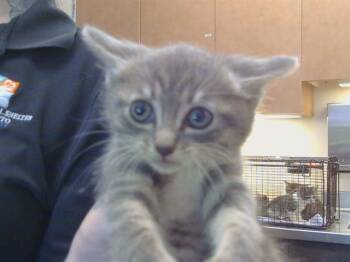 SMOKEY -  Domestic Short Hair Cat for Adoption in Sacramento, California - SMOKEY | PetCurious