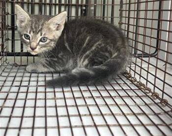 Rescue Domestic Short Hair Cats for Adoption in Houston, Texas - A643747 | PetCurious