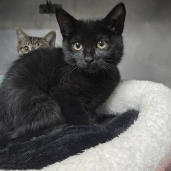 Rescue Domestic Short Hair Cats for Adoption in San Jacinto, California - Cookie | PetCurious