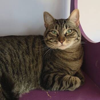 Rescue Domestic Short Hair Cats for Adoption in Brimfield, Massachusetts - Luna | PetCurious