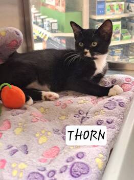 Thorn (FCID# 06/23/2026 - 18 Brandywine PS) -  Tuxedo Cat for Adoption in Greenville, Delaware - Thorn (FCID# 06/23/2026 - 18 Brandywine PS) | PetCurious
