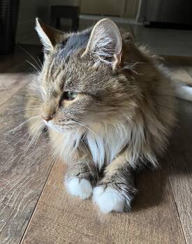 Domestic Long Hair and Maine Coon Cats Available for Adoption in Brooksville, Florida - Snoopy | PetCurious