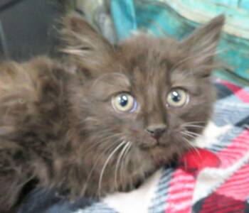 Raven -  Domestic Long Hair Cat for Adoption in Lexington, Virginia - Raven | PetCurious