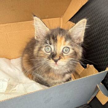 Azuka -  Domestic Short Hair Cat for Adoption in Newark, New Jersey - Azuka | PetCurious