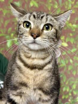 Domestic Short Hair Cats Available for Adoption in San Antonio, Texas - Harriet | PetCurious