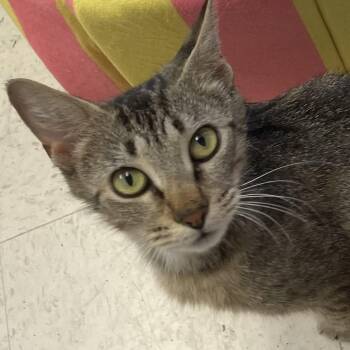 Raisin -  Domestic Short Hair Cat for Adoption in Monson, Massachusetts - Raisin | PetCurious