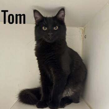 Tom -  Domestic Short Hair Cat for Adoption in Pleasantville, New Jersey - Tom | PetCurious