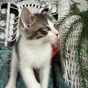 Domestic Medium Hair Cats Available for Adoption in Eaton Rapids, Michigan - Longbranch Pennywhistle Oval 56002 | PetCurious