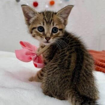 Tabby and Domestic Short Hair Cats Available for Adoption - Delta Blue | PetCurious