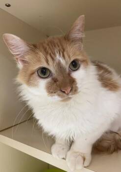 Domestic Medium Hair Cats Available for Adoption - Alfie Aka Marmalade | PetCurious