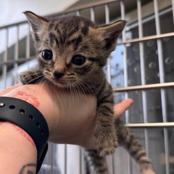 Domestic Short Hair Cats Available for Adoption in Lynchburg, Virginia - Michael | PetCurious