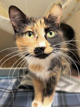 Bertha -  Domestic Short Hair Cat for Adoption in Menomonie, Wisconsin - Bertha | PetCurious