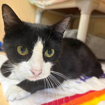 Domestic Short Hair Cats Available for Adoption in East Hanover, New Jersey - Magpie | PetCurious