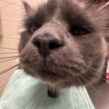 Theo -  Domestic Long Hair Cat for Adoption in Murray, Utah - Theo | PetCurious