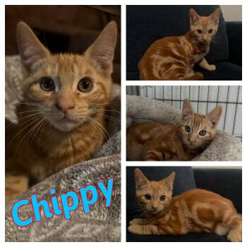 Chippy -  Domestic Short Hair Cat for Adoption in Hollister, California - Chippy | PetCurious