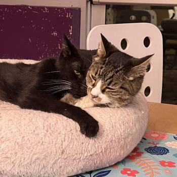 Wilco -  Domestic Short Hair Cat for Adoption in Chicago, Illinois - Wilco | PetCurious