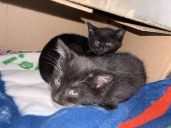 Tesi -  Domestic Short Hair Cat for Adoption in Lowell, Massachusetts - Tesi | PetCurious