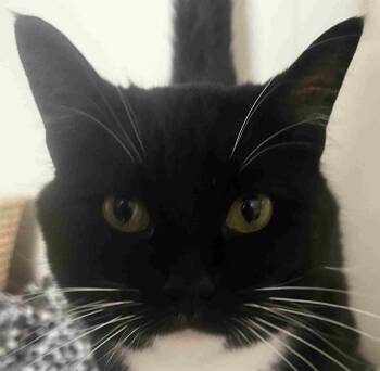Domestic Short Hair Cats Available for Adoption - Steven | PetCurious