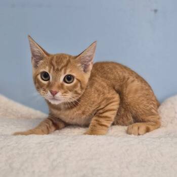 Jaguar -  Domestic Short Hair Cat for Adoption in Wahiawa, Hawaii - Jaguar | PetCurious