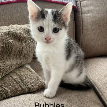 Bubbles 22898 -  Domestic Medium Hair Cat for Adoption in Minneapolis, Minnesota - Bubbles 22898 | PetCurious