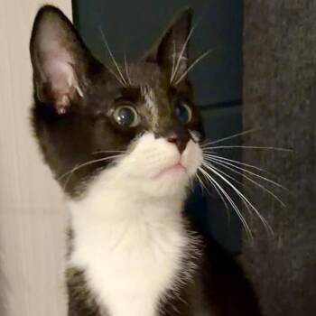 Finch -  Domestic Short Hair Cat for Adoption in Syracuse, New York - Finch | PetCurious