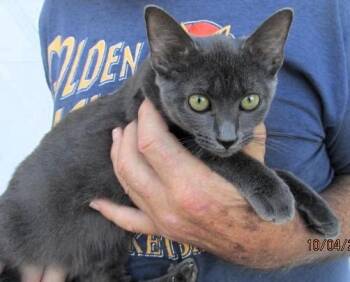Tammy -  Russian Blue and Domestic Short Hair Cat for Adoption in Paris, Kentucky - Tammy | PetCurious