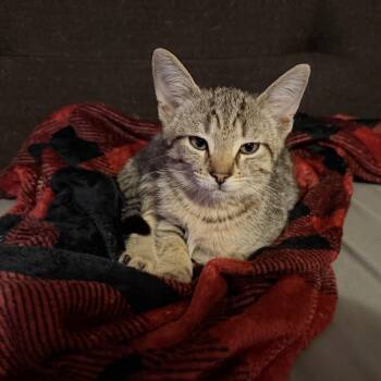 Baloo -  Tiger Cat for Adoption in Honeoye, New York - Baloo | PetCurious