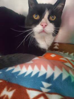 Domestic Short Hair Cats Available for Adoption - Norman | PetCurious