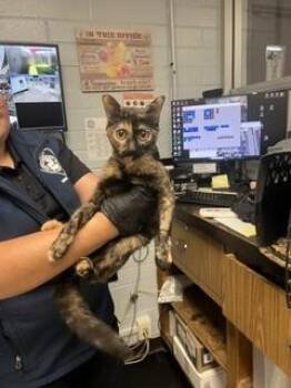 CALLIE -  Domestic Short Hair Cat for Adoption in Stockton, California - CALLIE | PetCurious
