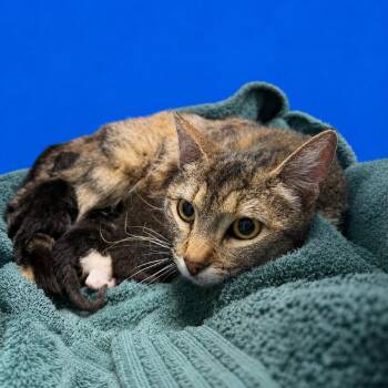 Spunky -  Domestic Short Hair Cat for Adoption in Riverside, California - Spunky | PetCurious