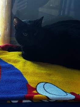 Domestic Short Hair Cats Available for Adoption - THEO | PetCurious