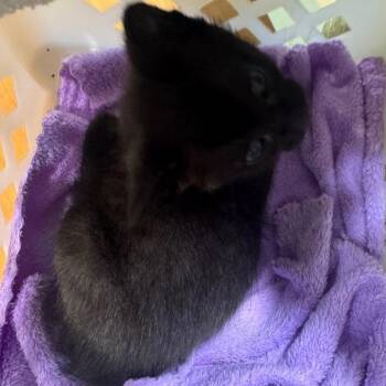 Noche -  Domestic Short Hair Cat Available for Adoption in Winston-salem, North Carolina - Noche | PetCurious