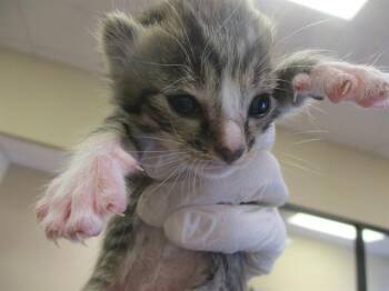 NEPTUNE -  Domestic Short Hair Cat Available for Adoption in Ocala, Florida - NEPTUNE | PetCurious