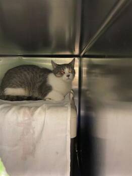 Boba -  Domestic Short Hair Cat for Adoption in Montreal, Quebec - Boba | PetCurious