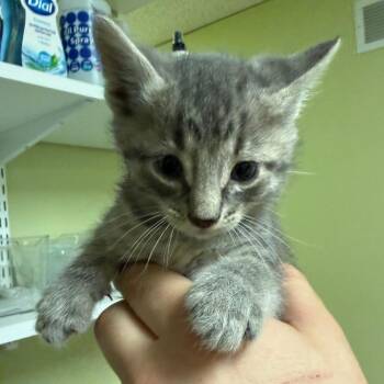King Candy -  Domestic Short Hair Cat for Adoption in Bloomington, Illinois - King Candy | PetCurious