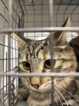 Rescue Domestic Short Hair Cats for Adoption in Las Vegas, Nevada - CARL | PetCurious