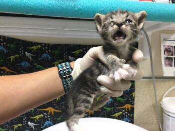 A1926846 -  Domestic Short Hair Cat for Adoption in Riverside, California - A1926846 | PetCurious