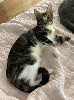 Rescue Domestic Short Hair Cats for Adoption in Alexandria, Virginia - Finn - KITTEN In Foster | PetCurious