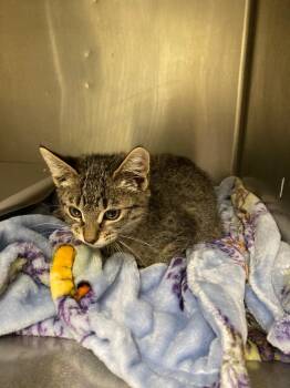 Domestic Short Hair Cats Available for Adoption in Meriden, Connecticut - Wanita | PetCurious