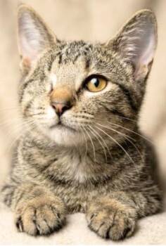 Aldi -  American Shorthair Cat for Adoption in Union City, New Jersey - Aldi | PetCurious
