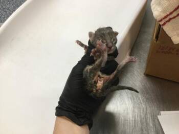 A1928985 -  Domestic Short Hair Cat for Adoption in Thousand Palms, California - A1928985 | PetCurious