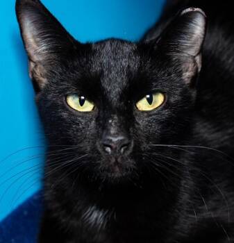 Domestic Short Hair Cats Available for Adoption in Boston, Massachusetts - JOEY | PetCurious