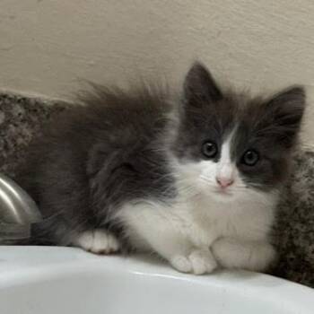 Rescue Domestic Medium Hair Cats for Adoption in Los Angeles, California - Harrah | PetCurious