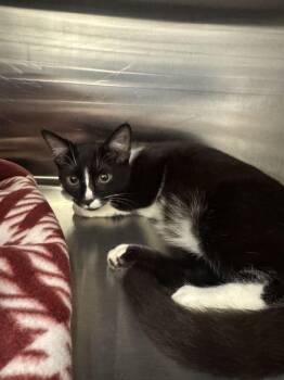 Capsian -  Domestic Short Hair Cat for Adoption in Hilton Head Island, South Carolina - Capsian | PetCurious